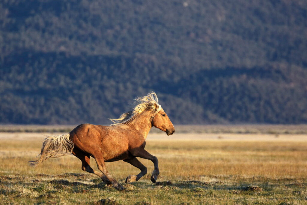 A photograph from an Art of Seeing Wild Mustangs of the Adobe Valley workshop