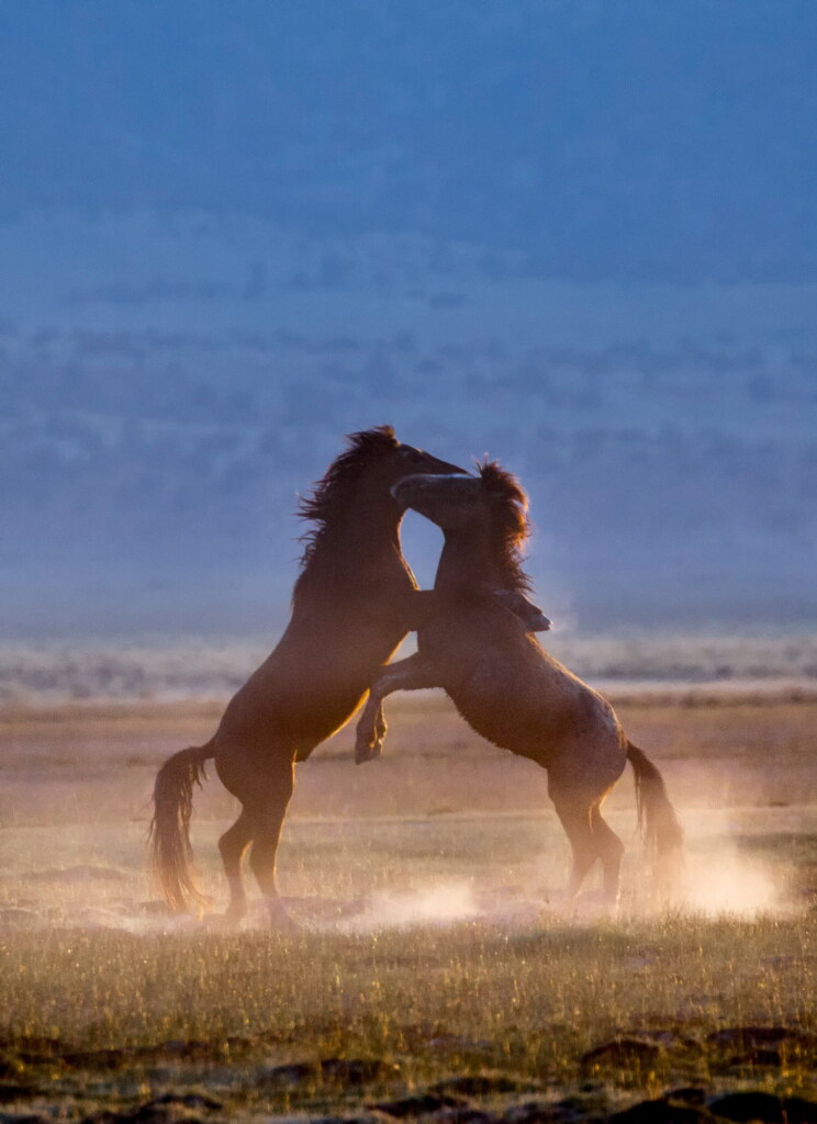 A photograph from an Art of Seeing Wild Mustangs of the Adobe Valley workshop