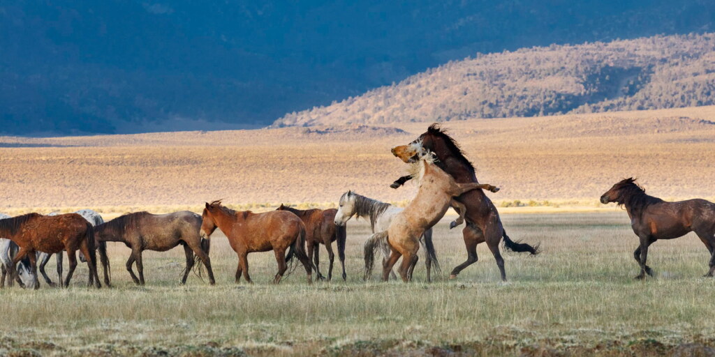 A photograph from an Art of Seeing Wild Mustangs of the Adobe Valley workshop
