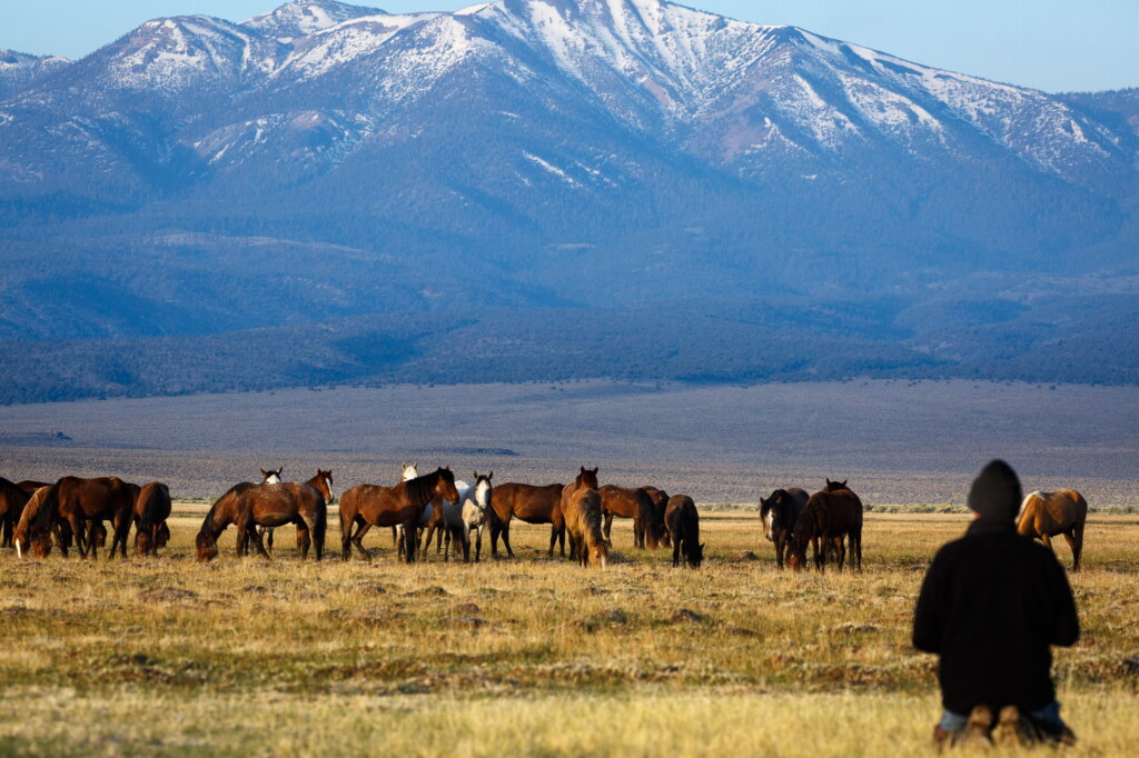 A photograph from an Art of Seeing Wild Mustangs of the Adobe Valley workshop