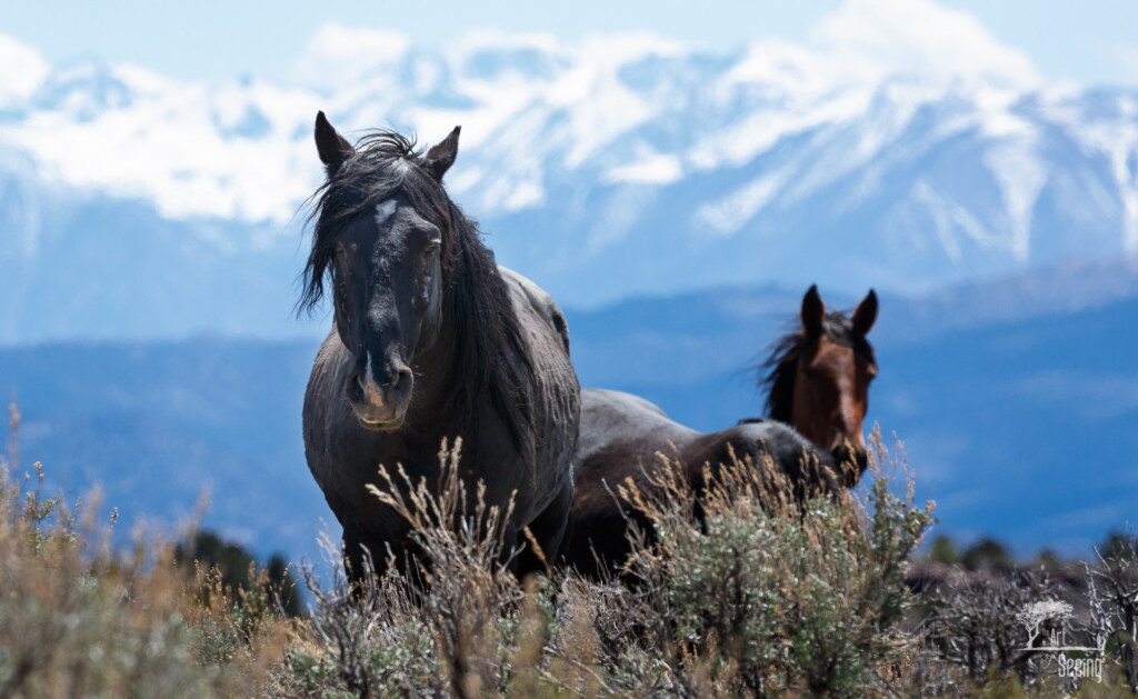A photograph from an Art of Seeing Wild Mustangs of the Adobe Valley workshop