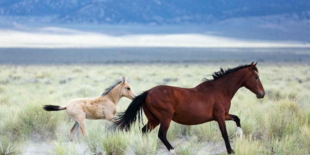 A photograph from an Art of Seeing Wild Mustangs of the Adobe Valley workshop