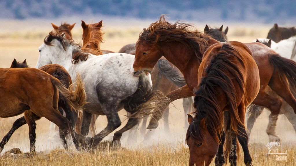 A photograph from an Art of Seeing Wild Mustangs of the Adobe Valley workshop