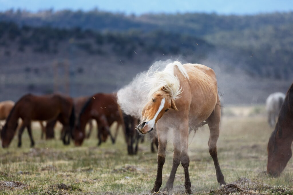 A photograph from an Art of Seeing Wild Mustangs of the Adobe Valley workshop