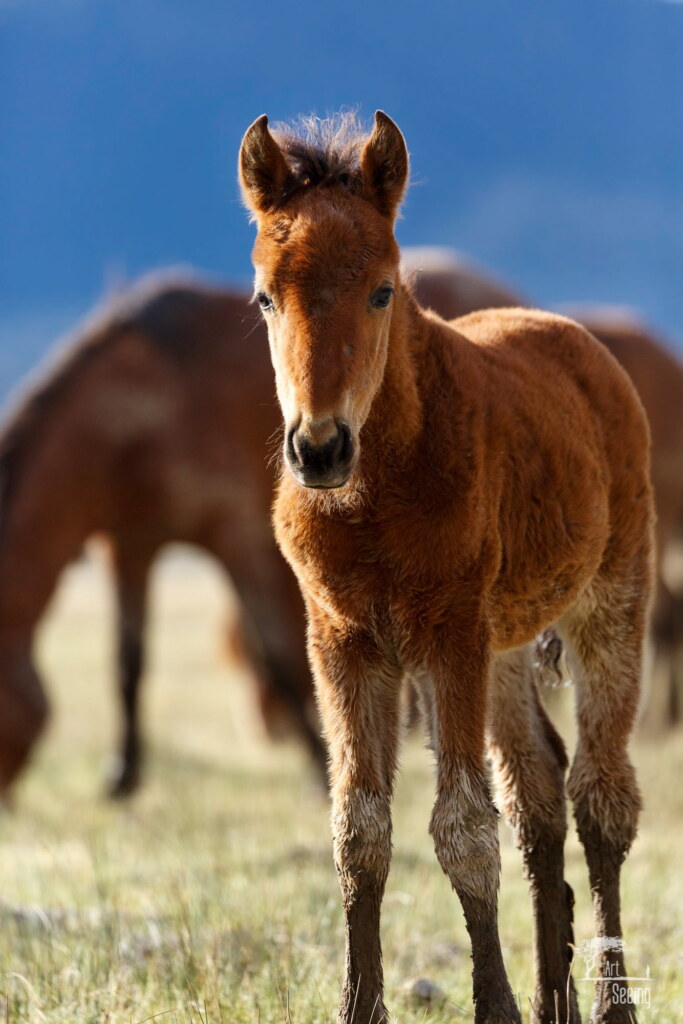 A photograph from an Art of Seeing Wild Mustangs of the Adobe Valley workshop