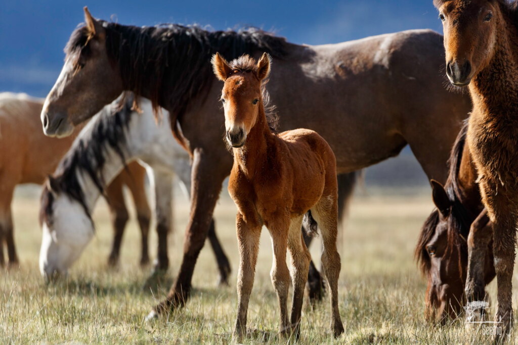 A photograph from an Art of Seeing Wild Mustangs of the Adobe Valley workshop