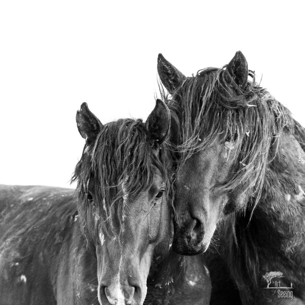 A photograph from an Art of Seeing Wild Mustangs of the Adobe Valley workshop