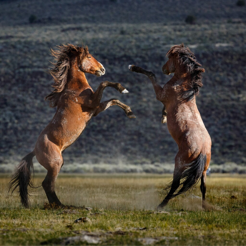 A photograph from an Art of Seeing Wild Mustangs of the Adobe Valley workshop