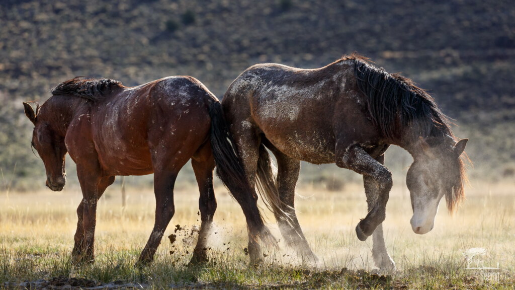 A photograph from an Art of Seeing Wild Mustangs of the Adobe Valley workshop