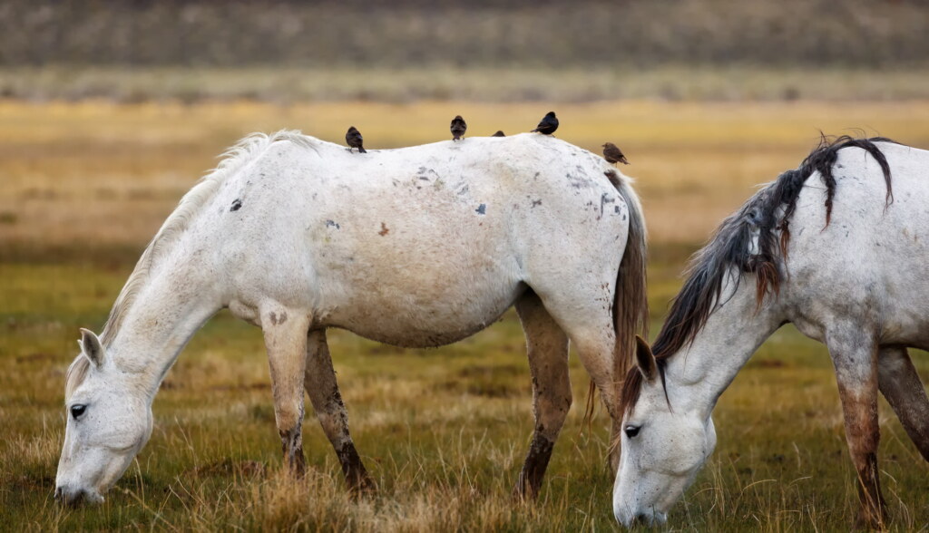 A photograph from an Art of Seeing Wild Mustangs of the Adobe Valley workshop