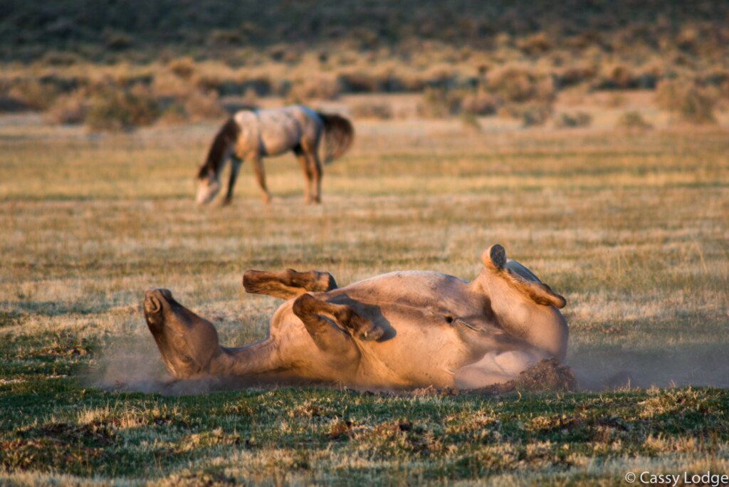 A photograph from an Art of Seeing Wild Mustangs of the Adobe Valley workshop