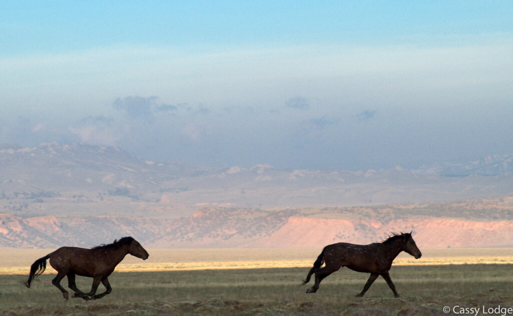A photograph from an Art of Seeing Wild Mustangs of the Adobe Valley workshop