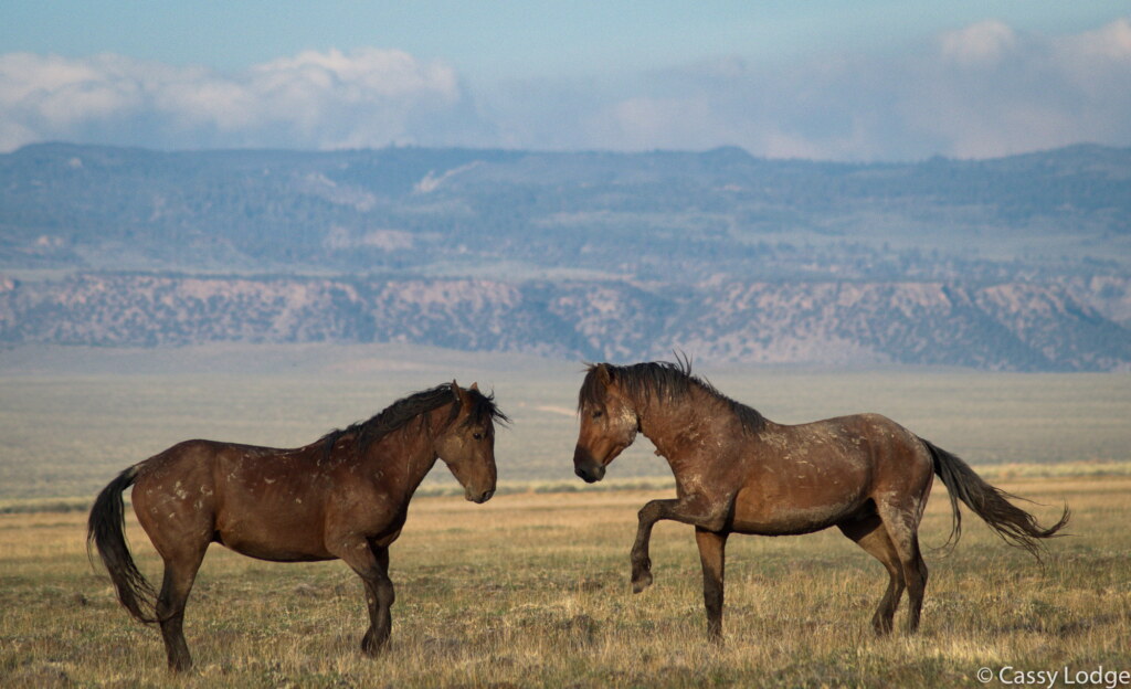 A photograph from an Art of Seeing Wild Mustangs of the Adobe Valley workshop