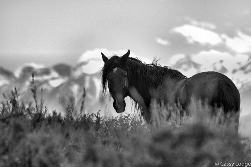A photograph from an Art of Seeing Wild Mustangs of the Adobe Valley workshop
