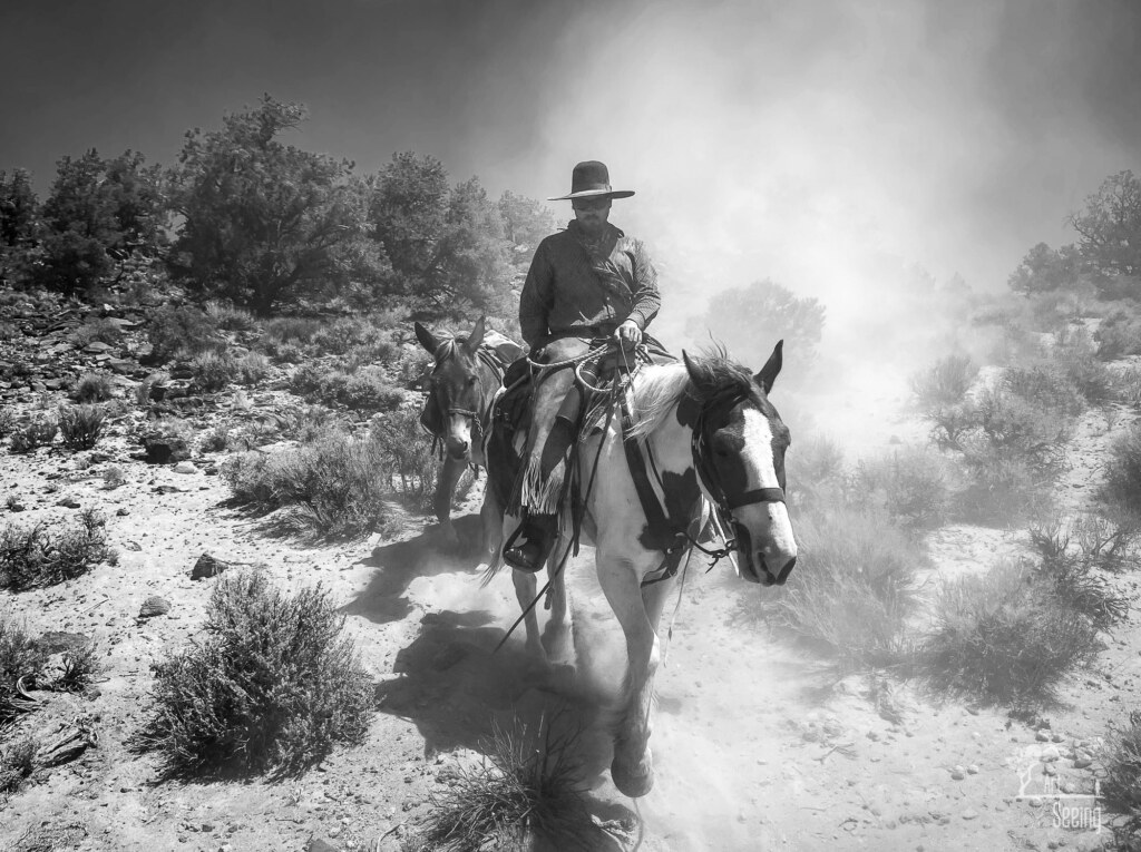 A photograph from an Art of Seeing Wild Mustangs of the Adobe Valley workshop