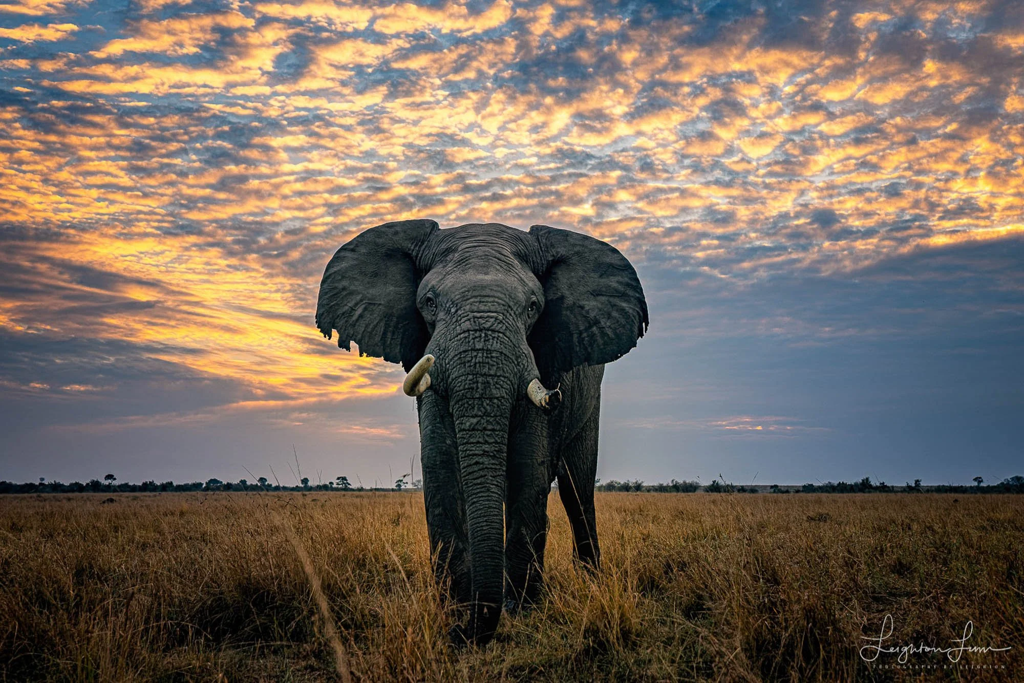 A big tusker elephant at sunset — Zambia safari photography workshop
