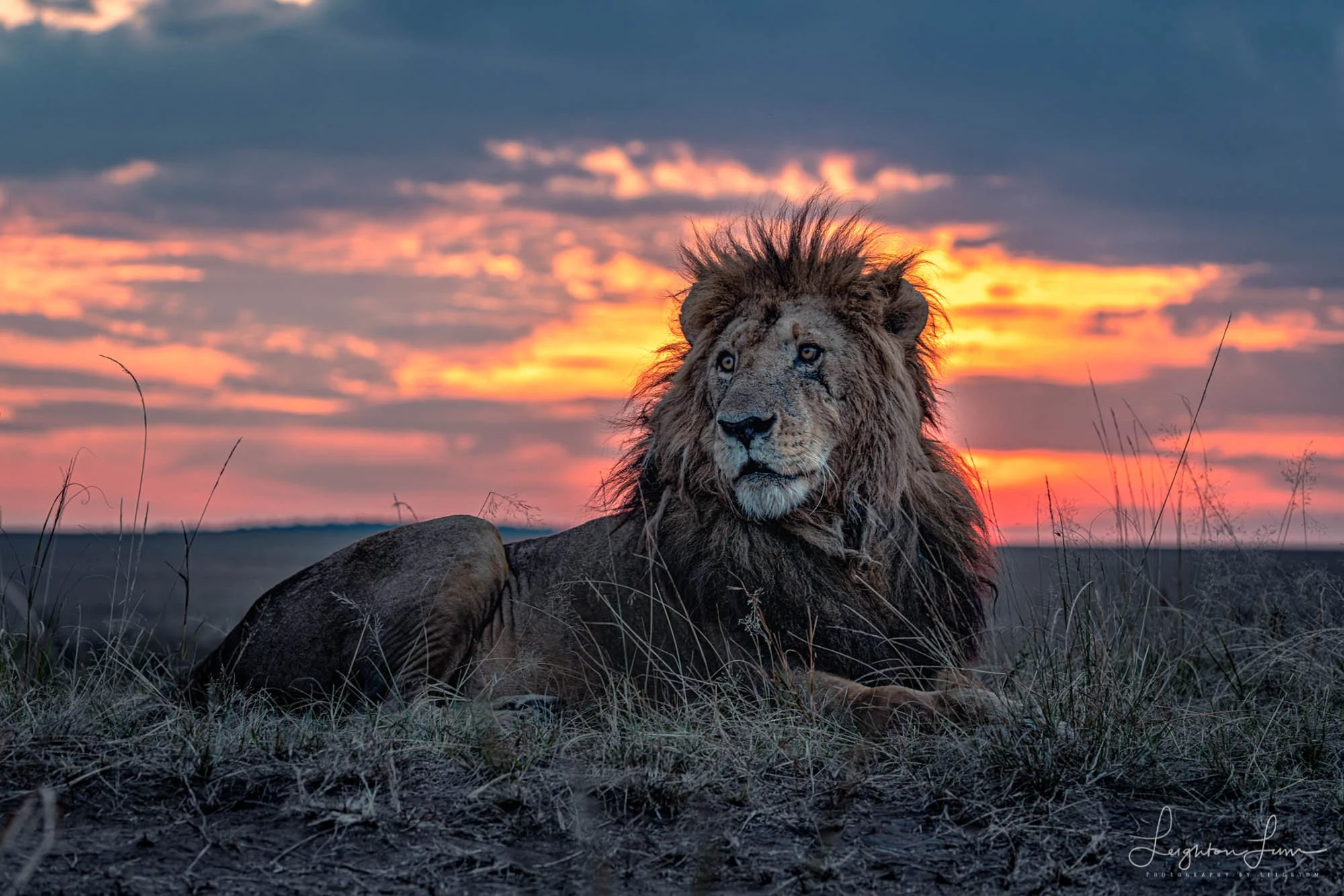 A male lion at sunset on the savanna, Africa