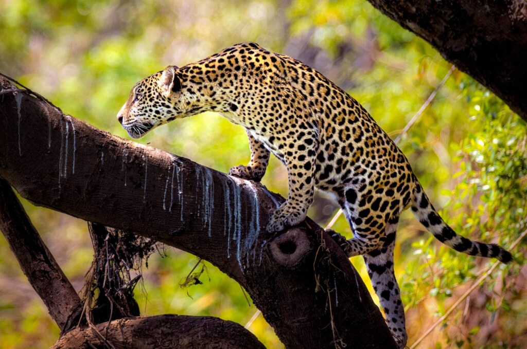 From a past Art of Seeing Africa Untamed adventure