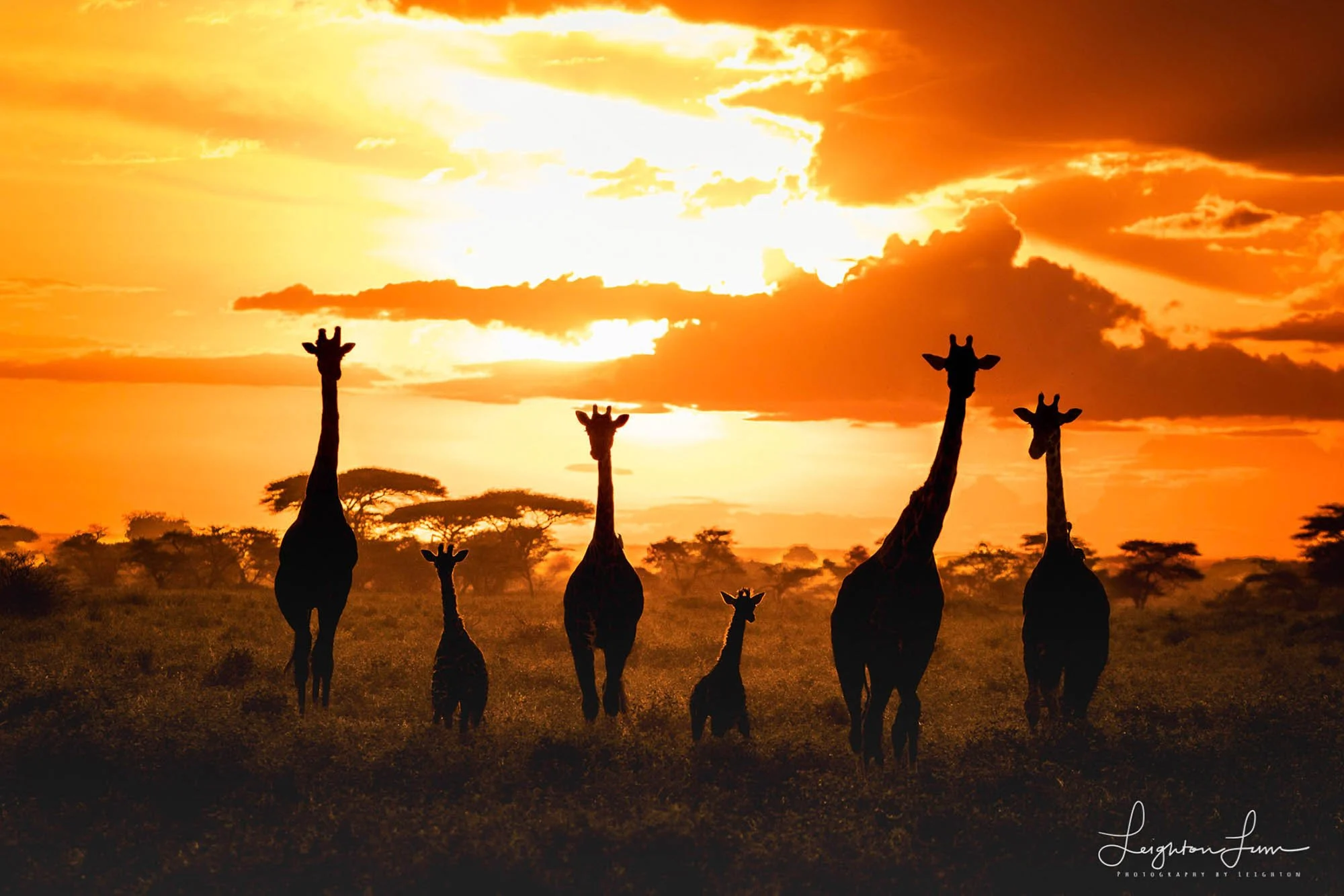 Giraffes silhouetted against an orange African sunset