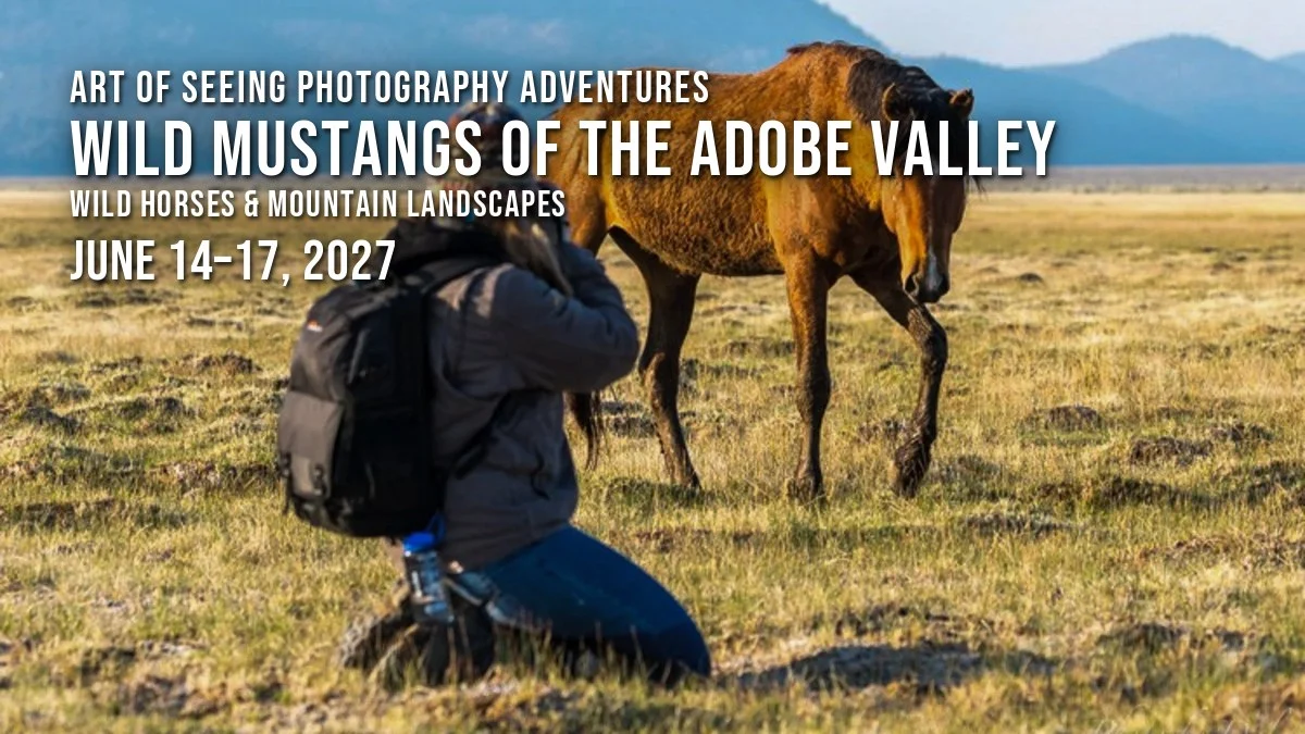 Wild Mustangs of the Adobe Valley 2027