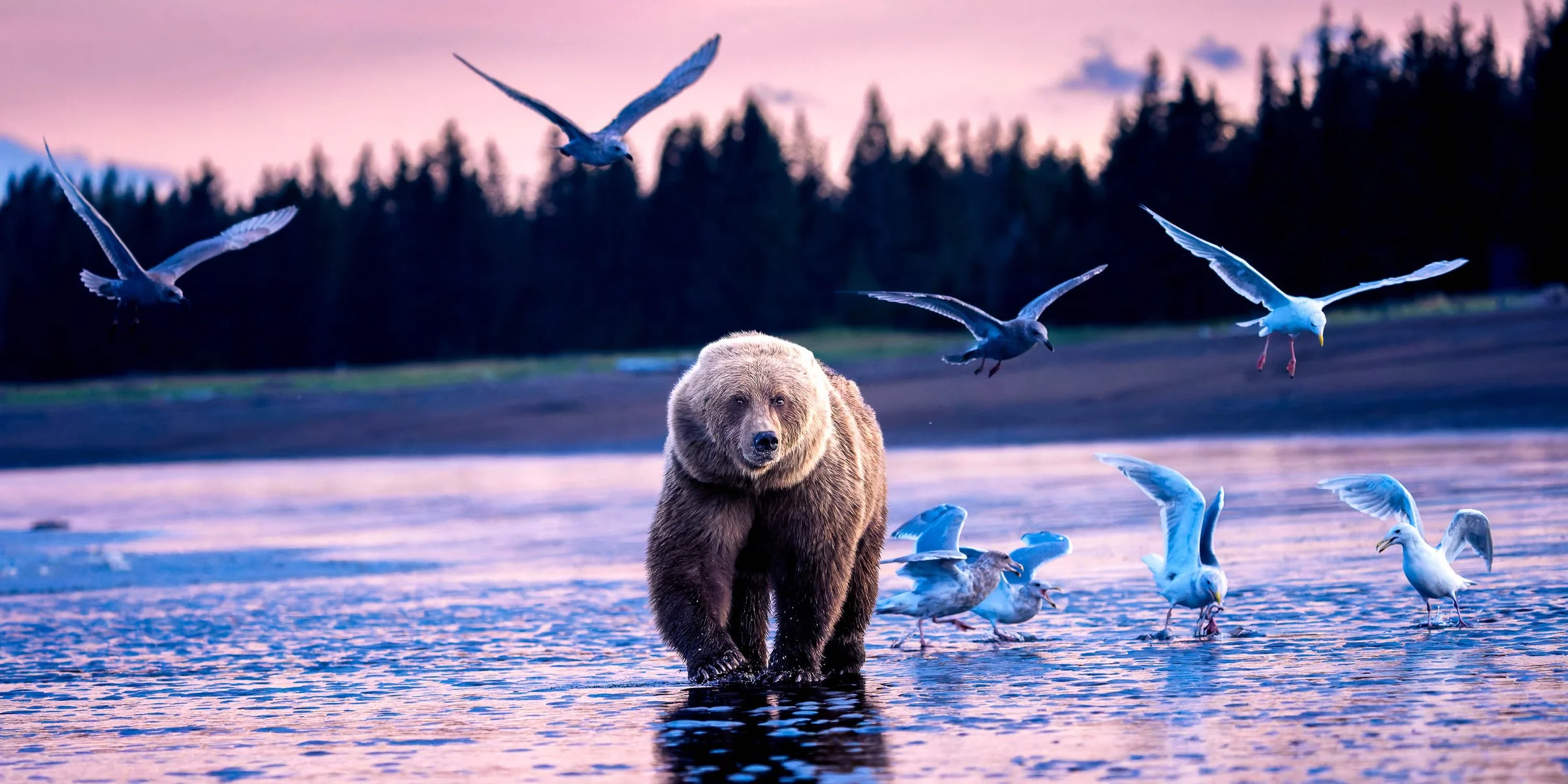 From a past Art of Seeing Alaska Grizzlies adventure