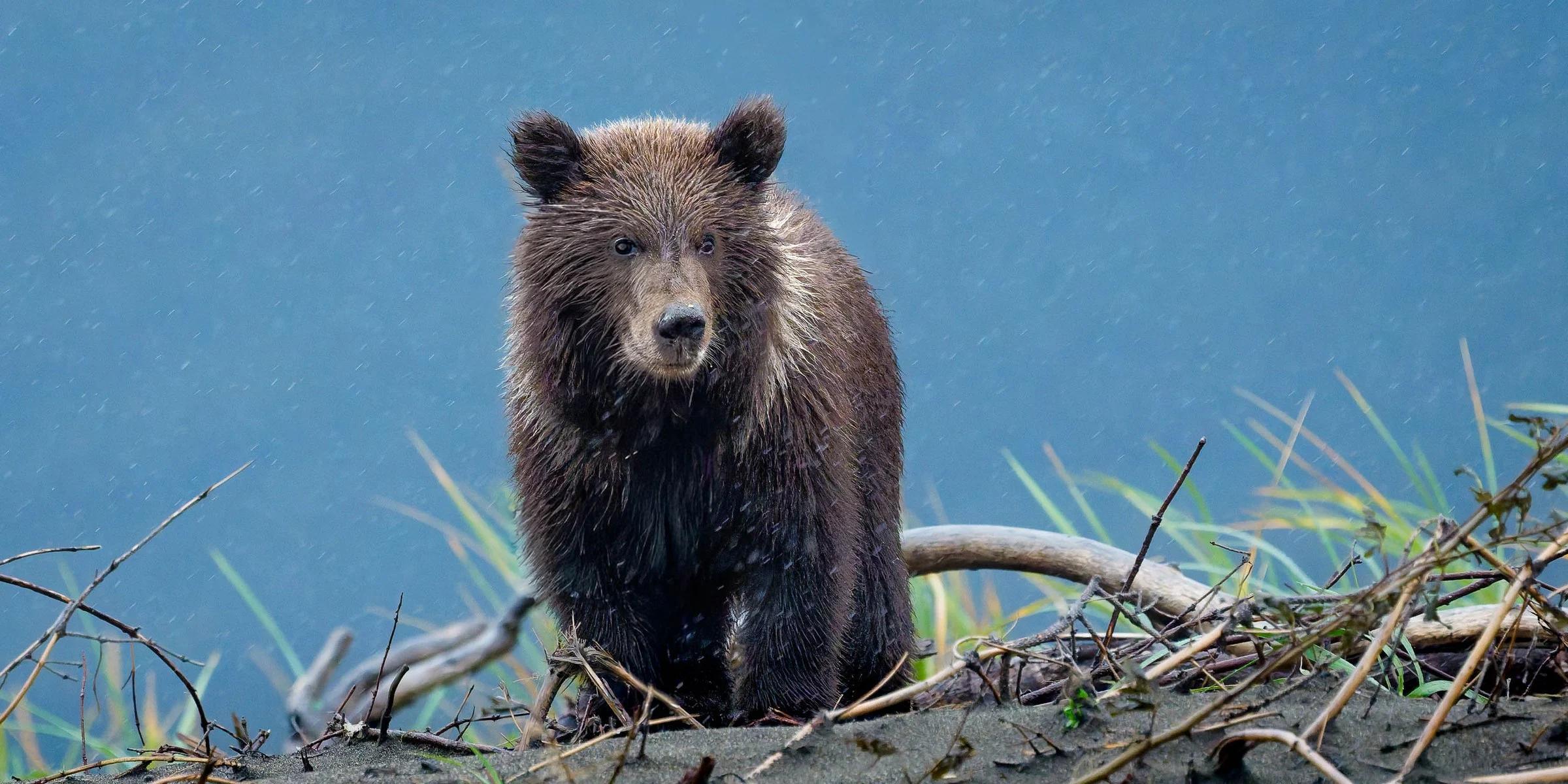 From a past Art of Seeing Alaska Grizzlies adventure