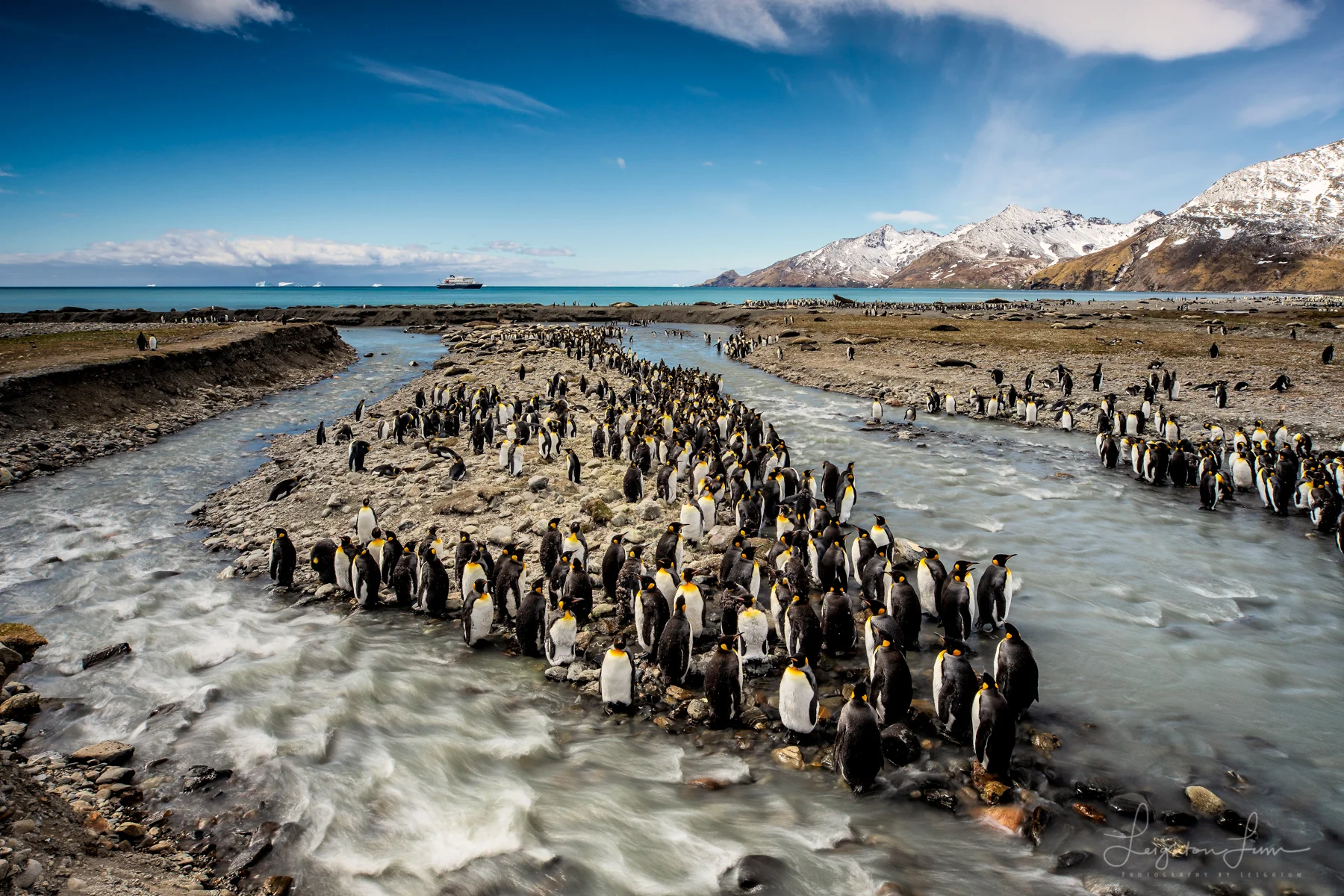 King penguins crowd a meltwater stream at St Andrews Bay, South Georgia