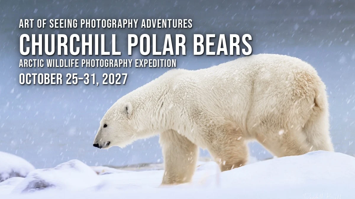 Churchill Polar Bears 2027