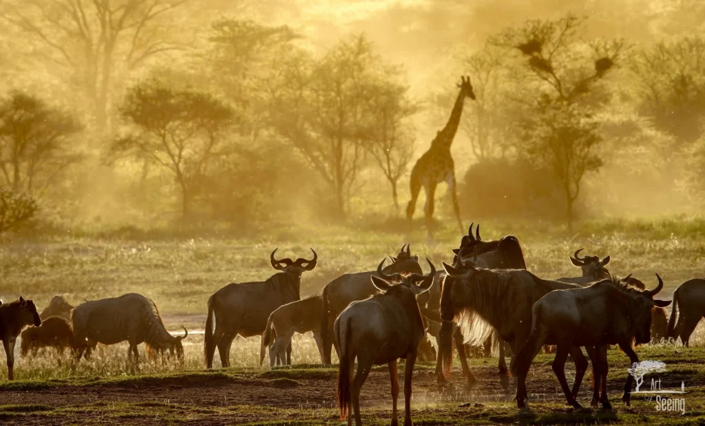 Wildebeest and giraffes in golden dust on the African plains