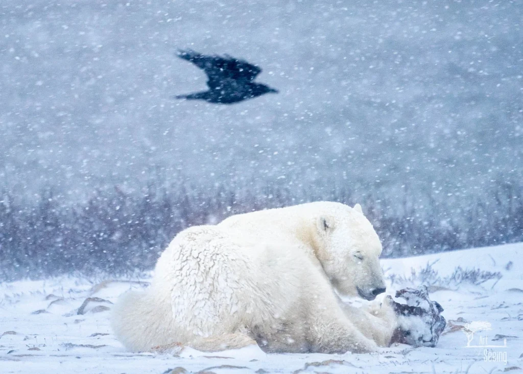 A polar bear resting in the snow as a raven flies overhead