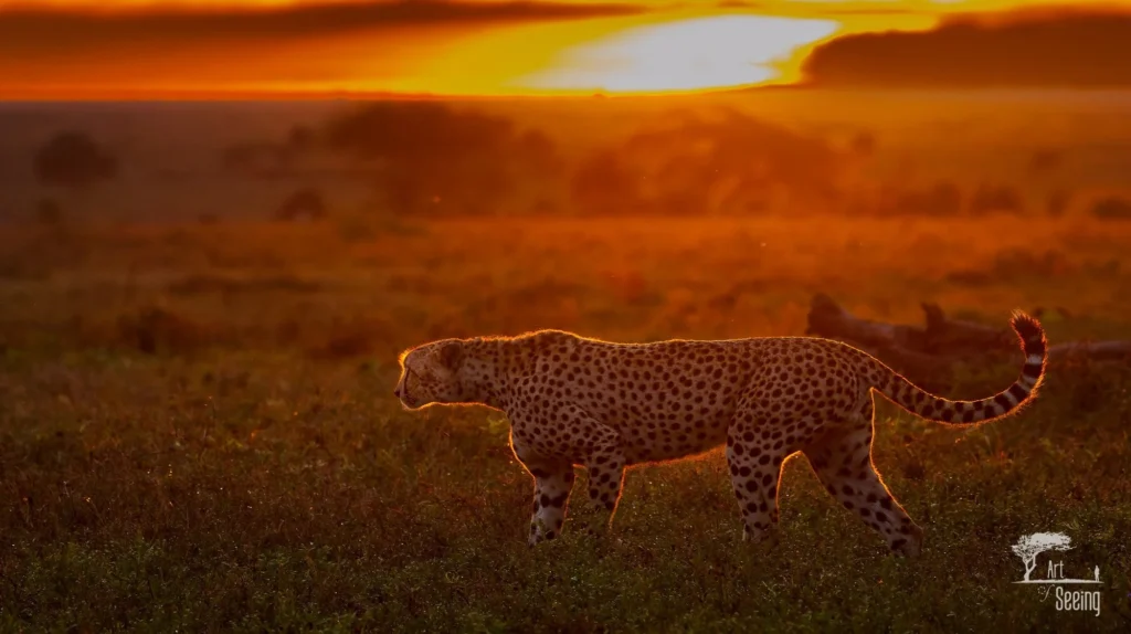 A cheetah walking through the grass at sunset