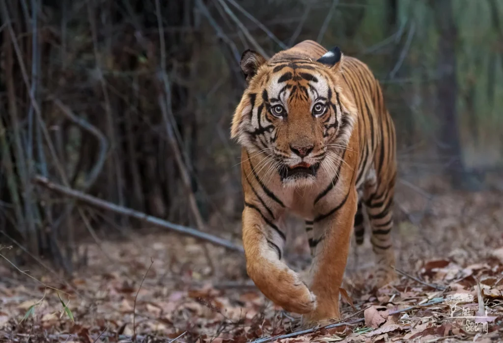 A tiger walking straight toward the camera