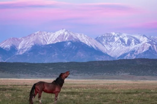 A mustang stallion calling beneath snow-capped mountains under a pink sky, placed off center