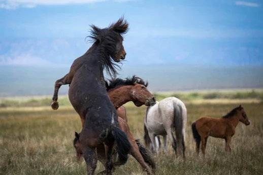 Two mustang stallions rearing to fight beside a mare and foal